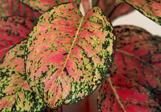 Aglaonema Red Valentine