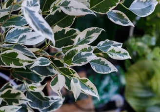 Ficus 'Benjamina' Variegated Weeping Fig