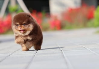 Toy Pom