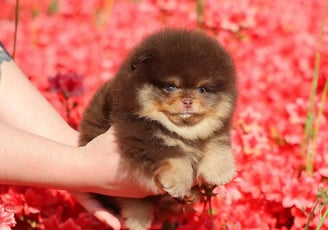 Toy Pom