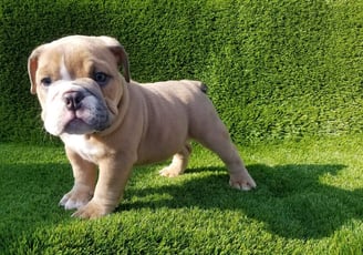 English bulldog