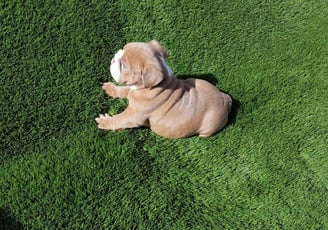 English bulldog