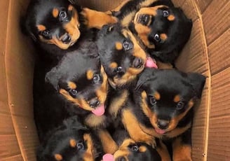 Rottweiler