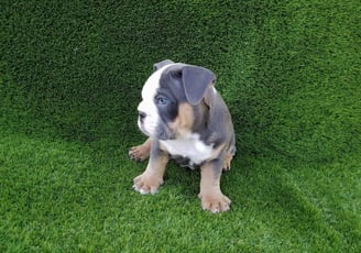 English bulldog