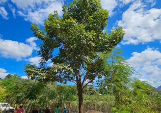 árvores adultas é na são paulo plantas