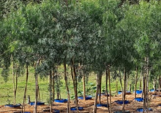 árvores nativas e para reflorestamento é na são paulo plantas