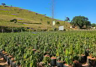 mudas ornamentais é na são paulo plantas