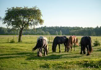 Biržų žirgynas