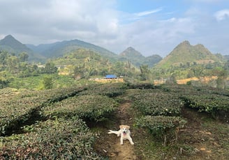 Tea plantation Lai Chau North Vietnam