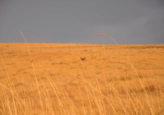 Vulture feeding project, Golden Gate Highlands National Park, South Africa