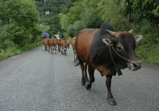 oxen at traditional farm in Yangshuo County, near the river Li, China