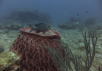 Diving on Havelock and Neil Islands, Andaman and Nicobar Islands