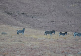 Vulture feeding project, Golden Gate Highlands National Park, South Africa