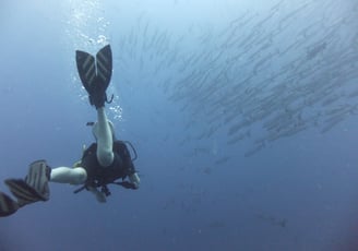 Diving on Havelock and Neil Islands, Andaman and Nicobar Islands