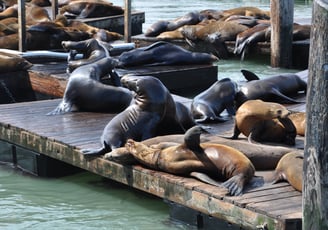 a group of sealsions sitting on a dock