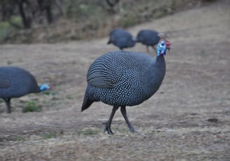 guineafowl at the Thendele Upper Camp, Drakensberg Amphitheatre, South Africa