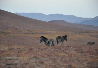 Vulture feeding project, Golden Gate Highlands National Park, South Africa