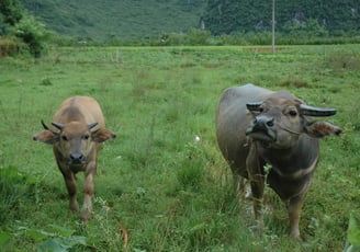 oxen at traditional farm in Yangshuo County, near the river Li, China