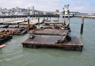 a person pointing at a sea lion in the water