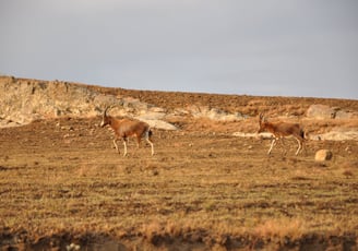 Vulture feeding project, Golden Gate Highlands National Park, South Africa