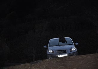 monkeys at the Thendele Upper Camp,, Drakensberg Amphitheatre, South Africa