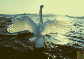 cycle déployant ses ailes sur une mer avec vagues