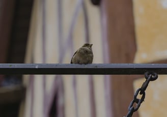 Petit oiseau au Mont-Saint-Michel