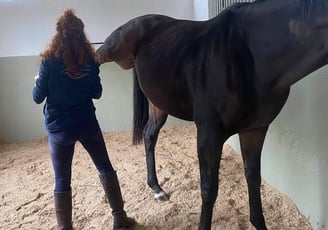 ostéopathie cheval