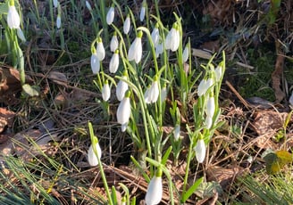 snowdrops