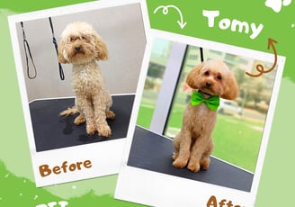 A dog with a green bowtie before and after grooming