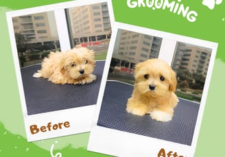 A small white dog before and after grooming