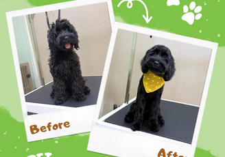 A black dog before and after grooming