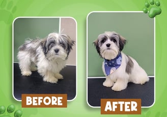 A gray and white dog before and after grooming