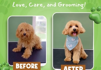 A small dog before and after grooming