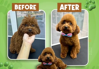 A brown dog before and after grooming