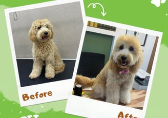 A dog before and after grooming