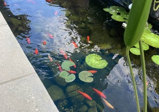 a backyard fish pond after construction