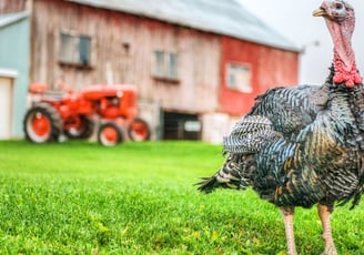 a turkey vulture standing on a grassy field