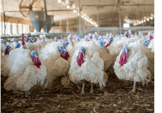 a flock of turkeys in a barnyard