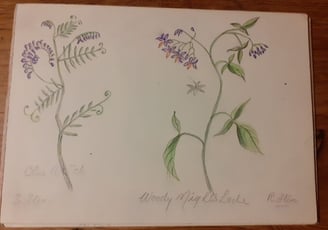 Wildflower painting