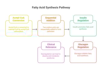 FA synthesis pathway