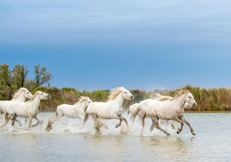 Wild white horses running in Camargue – nature tour from Marseille Airport