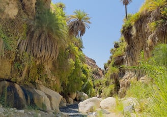Wadis de Jordanie – canyons, oasis et randonnées entre nature et aventure