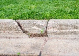 a plant growing out of a crack in the concrete kerb