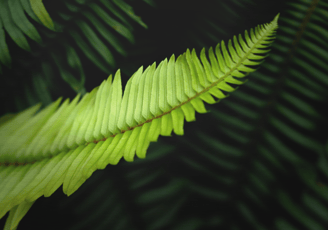 Ferns on silver brushed aluminum. High resolution, gallery-quality prints.