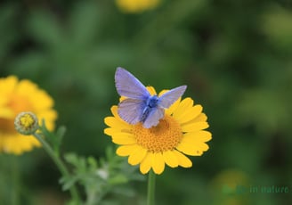 blauwtje, bloem, vlinder, natuurcoaching, persoonlijkeontwikkeling