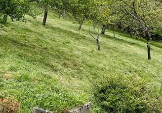 Débroussaillage d’un terrain en pente en haute savoie