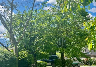 Aménagement paysager avec taille d’arbres et entretien d’un jardin