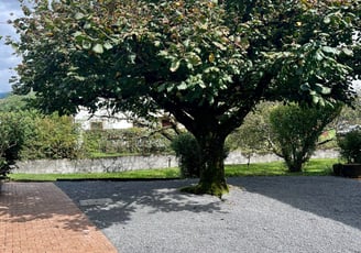 Aménagement paysager : arbre taillé et sol recouvert de gravier.