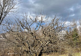 Taille hivernale d’un arbre fruitier dans un jardin naturel en montagne.